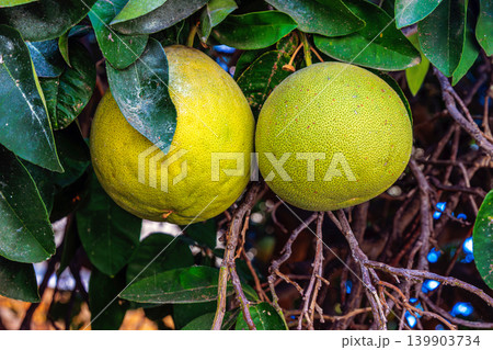 Homegrown pomelo fruit ripening on a citrus tree in a Mediterranean residential garden n Paphos, Cyprus. Homegrown pomelo fruit ripening on a citrus tree in a Mediterranean residential garden n Paphos, Cyprus. 139903734