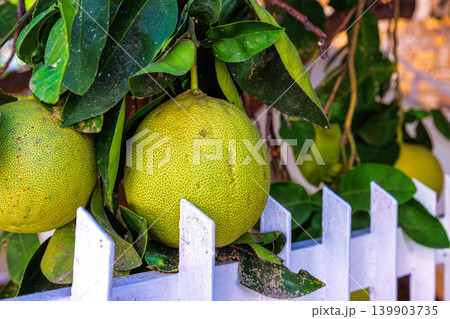 Homegrown pomelo fruit ripening on a citrus tree in a Mediterranean residential garden. Mediterranean garden in Paphos, Cyprus. 139903735