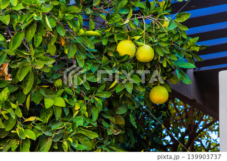 Homegrown ripe pomelo fruits hanging on a citrus tree among dense glossy green leaves. Paphos, Cyprus Homegrown ripe pomelo fruits hanging on a citrus tree among dense glossy green leaves. Paphos, Cyprus 139903737