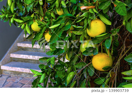 Homegrown ripe pomelo fruits hanging on a citrus tree among dense glossy green leaves. Paphos, Cyprus Homegrown ripe pomelo fruits hanging on a citrus tree among dense glossy green leaves. Paphos, Cyprus 139903739