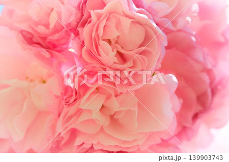 奥都 オクミヤコ ピンク色の桜の花 非常に花弁の多い八重咲 奥都 オクミヤコ ピンク色の桜の花 非常に花弁の多い八重咲 139903743
