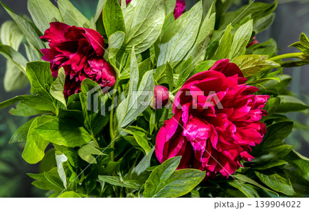 Vibrant Burgundy and Red Peony Bouquet with Leaves and Bud Vibrant Burgundy and Red Peony Bouquet with Leaves and Bud 139904022