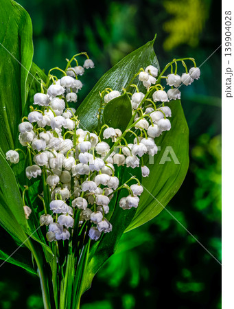 Fresh Lily of the Valley Bouquet With Green Leaves and Dewdrops Fresh Lily of the Valley Bouquet With Green Leaves and Dewdrops 139904028