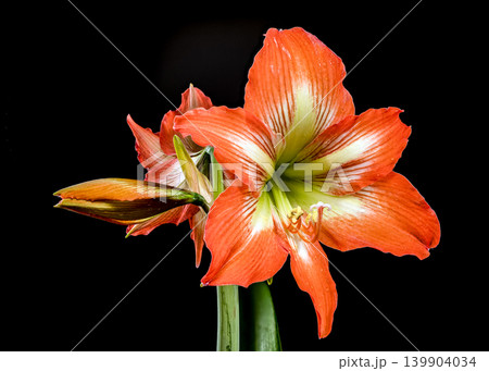 Stunning Orange Hippeastrum Amaryllis Flower Blooming Against a Solid Black Background 139904034