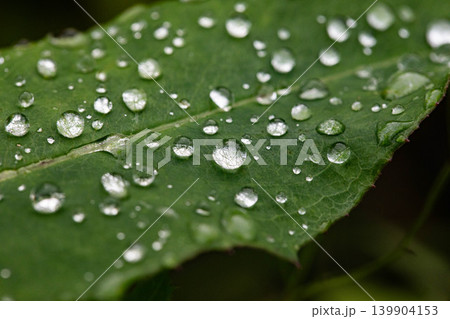 雨に濡れた葉 139904153