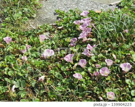 検見川浜に咲いたハマヒルガオの桃色の花 139904223