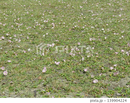 検見川浜に咲いたハマヒルガオの桃色の花 139904224
