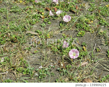 検見川浜に咲いたハマヒルガオの桃色の花 検見川浜に咲いたハマヒルガオの桃色の花 139904225