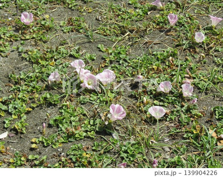 検見川浜に咲いたハマヒルガオの桃色の花 検見川浜に咲いたハマヒルガオの桃色の花 139904226