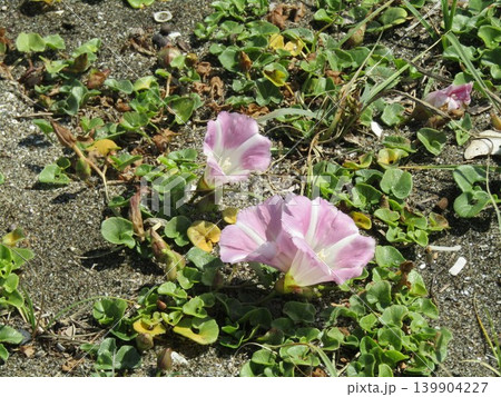 検見川浜に咲いたハマヒルガオの桃色の花 検見川浜に咲いたハマヒルガオの桃色の花 139904227