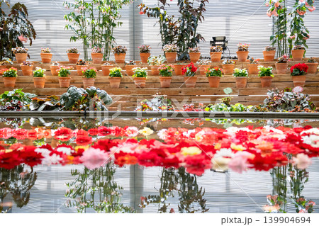 水面に映り込むカラフルなベゴニアの花 春・秋イメージ 水面に映り込むカラフルなベゴニアの花 春・秋イメージ 139904694