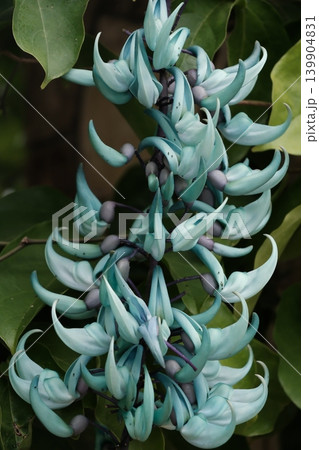翡翠色に輝く熱帯植物の接写 139904831