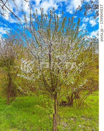 tree in spring tree in spring 139904837