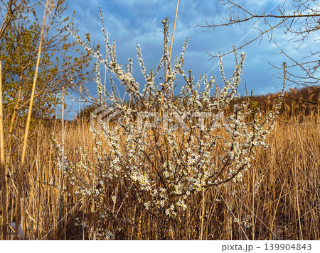 dry reed in the wind dry reed in the wind 139904843
