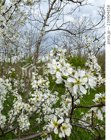 blooming cherry tree 139904856