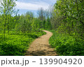 Path in the spring forest. Spring landscape. Spring forest. Spring landscape 139904920