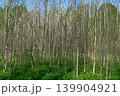 Forest of poplars in early spring. 139904921