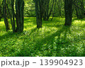 Spring forest with green grass and sunbeams. Nature background. 139904923