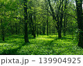 Green forest in springtime. Sunlight in the green forest. 139904925