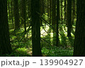 beautiful green forest in the morning, nature series, soft focus 139904927