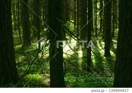 beautiful green forest in the morning, nature series, soft focus beautiful green forest in the morning, nature series, soft focus 139904927