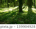 Springtime in the forest with green leaves and white flowers on the ground 139904928