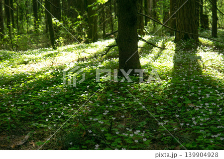 Springtime in the forest with green leaves and white flowers on the ground 139904928