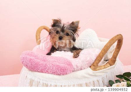 ピンクバックとベッドに入ったヨークシャテリアの仔犬 ピンクバックとベッドに入ったヨークシャテリアの仔犬 139904932