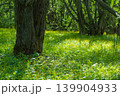 Springtime in the deciduous forest with white flowers and green leaves 139904933