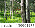 Feeding birds in the forest. 139904935