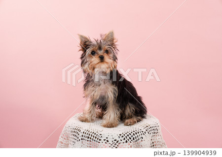 ピンクバックとヨークシャテリアの仔犬 139904939