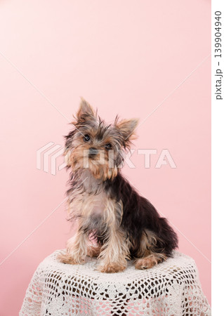 ピンクバックとヨークシャテリアの仔犬 139904940