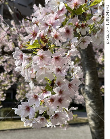 花盛りの桜の花々 139904941