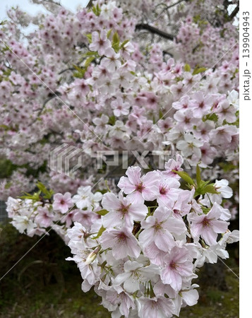 花盛りの桜の花々 139904943