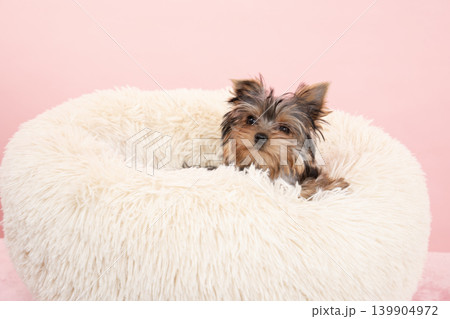 ピンクバックとフカフカのベッドに入ったヨークシャテリアの仔犬 139904972