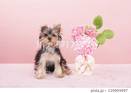 ピンクバックとピンクの紫陽花とヨークシャテリアの仔犬 139904997