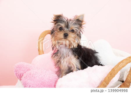 ピンクバックとベッドに入ったヨークシャテリアの仔犬 139904998