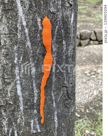 立木の樹皮に付着した鮮やかなオレンジ色の菌類 立木の樹皮に付着した鮮やかなオレンジ色の菌類 139905094