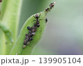 アブラムシとアリの共生関係 139905104
