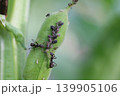 アブラムシとアリの共生関係 139905106