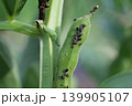 ソラマメに寄生したアブラムシ 139905107