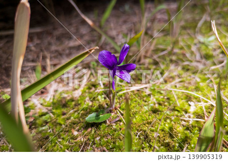 空地に咲いていた春の訪れを告げるスミレの花一輪 139905319