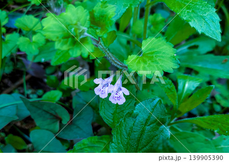 道端で見つけたカキドオシの紫色の小さな花 道端で見つけたカキドオシの紫色の小さな花 139905390