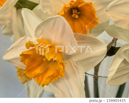 Close Up of White and Yellow Narcissus Soestdijk Daffodil Flowers Blooming Close Up of White and Yellow Narcissus Soestdijk Daffodil Flowers Blooming 139905435