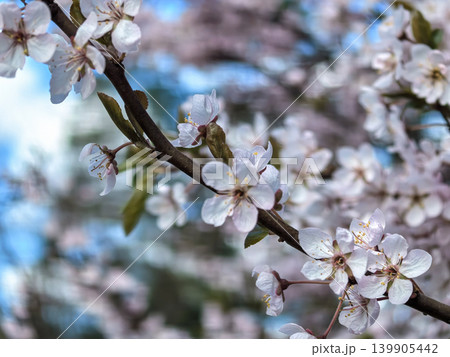 White Prunus Blossoms on Branch White Prunus Blossoms on Branch 139905442