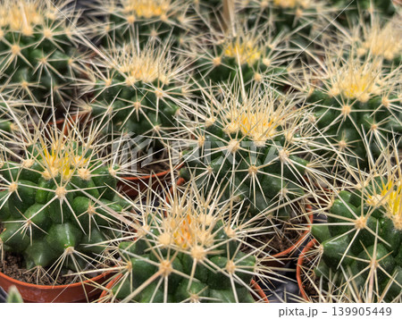 Echinocactus Barrel Cactus Yellow Spines Closeup Nursery Pots Collection Echinocactus Barrel Cactus Yellow Spines Closeup Nursery Pots Collection 139905449