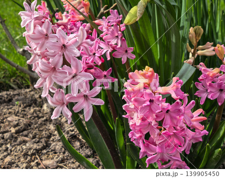 Pink Hyacinthus Orientalis Mixed Shades Garden Bed Spring Blooming 139905450