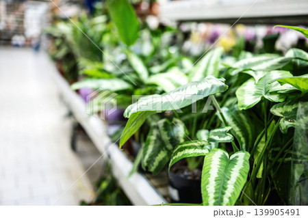 Live Green Home Plants For Sale On The Shelves Of Supermarket 139905491