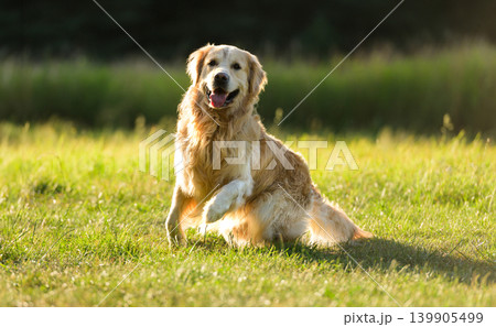 Golden Retriever Dog Running Outdoors Golden Retriever Dog Running Outdoors 139905499
