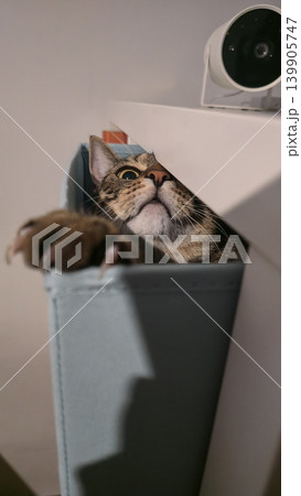 Tabby Cat Peeking from Blue Storage Bin with Security Camera Above Tabby Cat Peeking from Blue Storage Bin with Security Camera Above 139905747